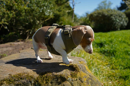 Khaki | Corduroy Harness