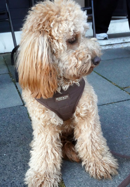 Espresso | Quilted Harness