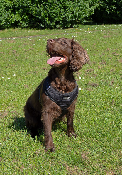 Black  | Quilted Harness