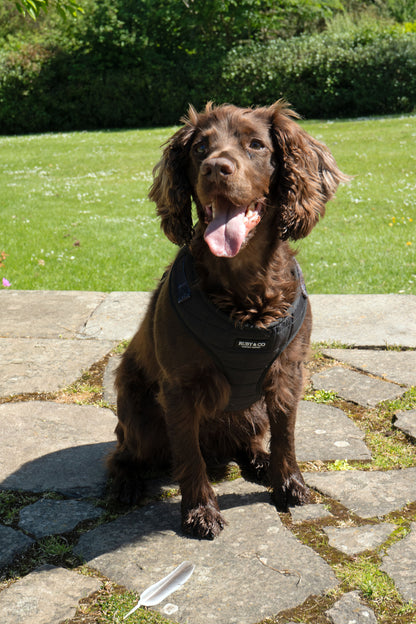 Black  | Quilted Harness