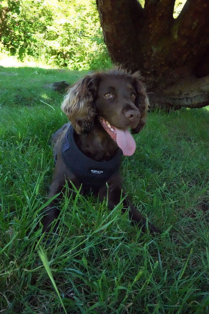 Black  | Quilted Harness