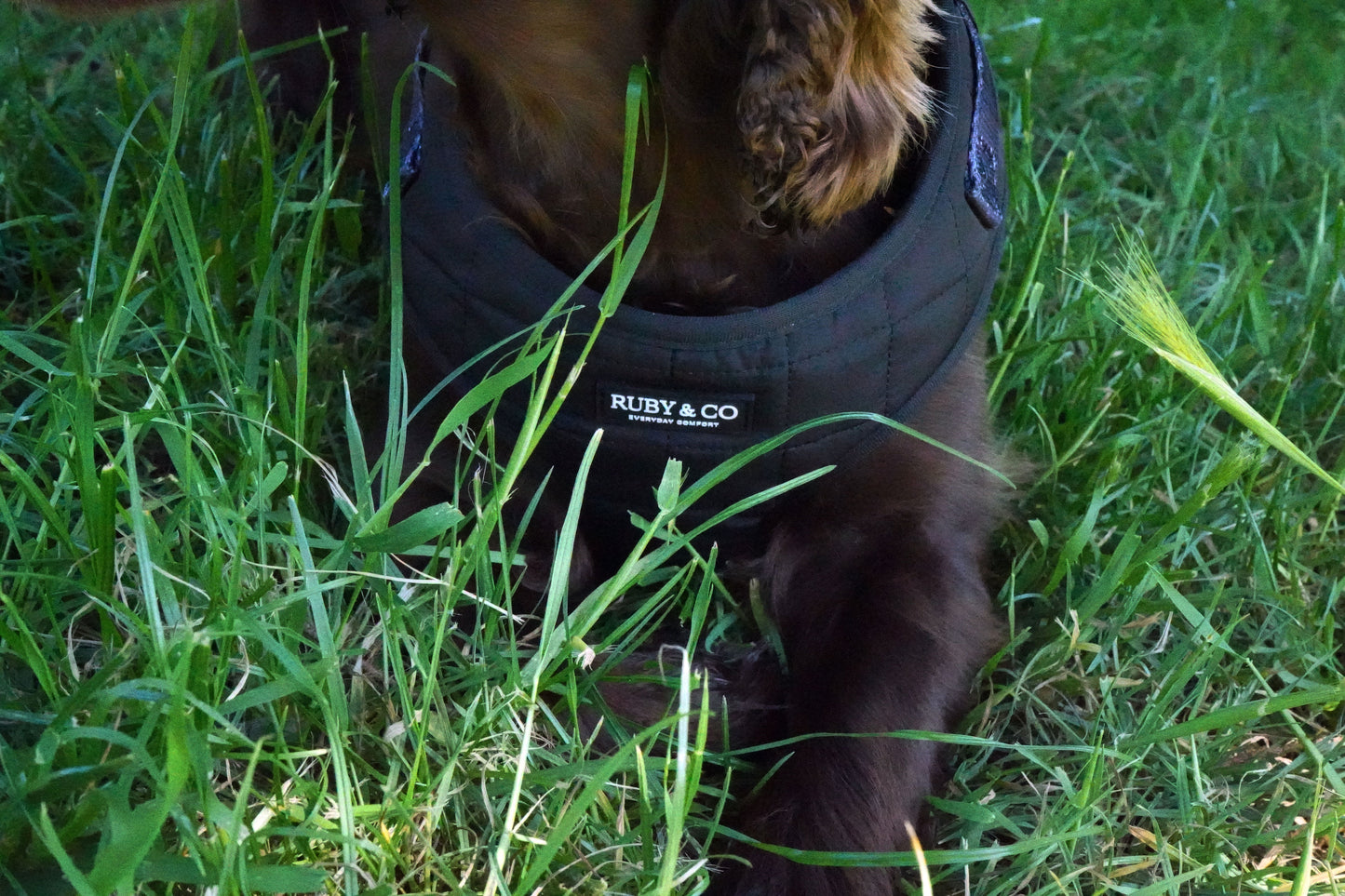 Black  | Quilted Harness