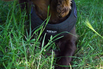Black  | Quilted Harness