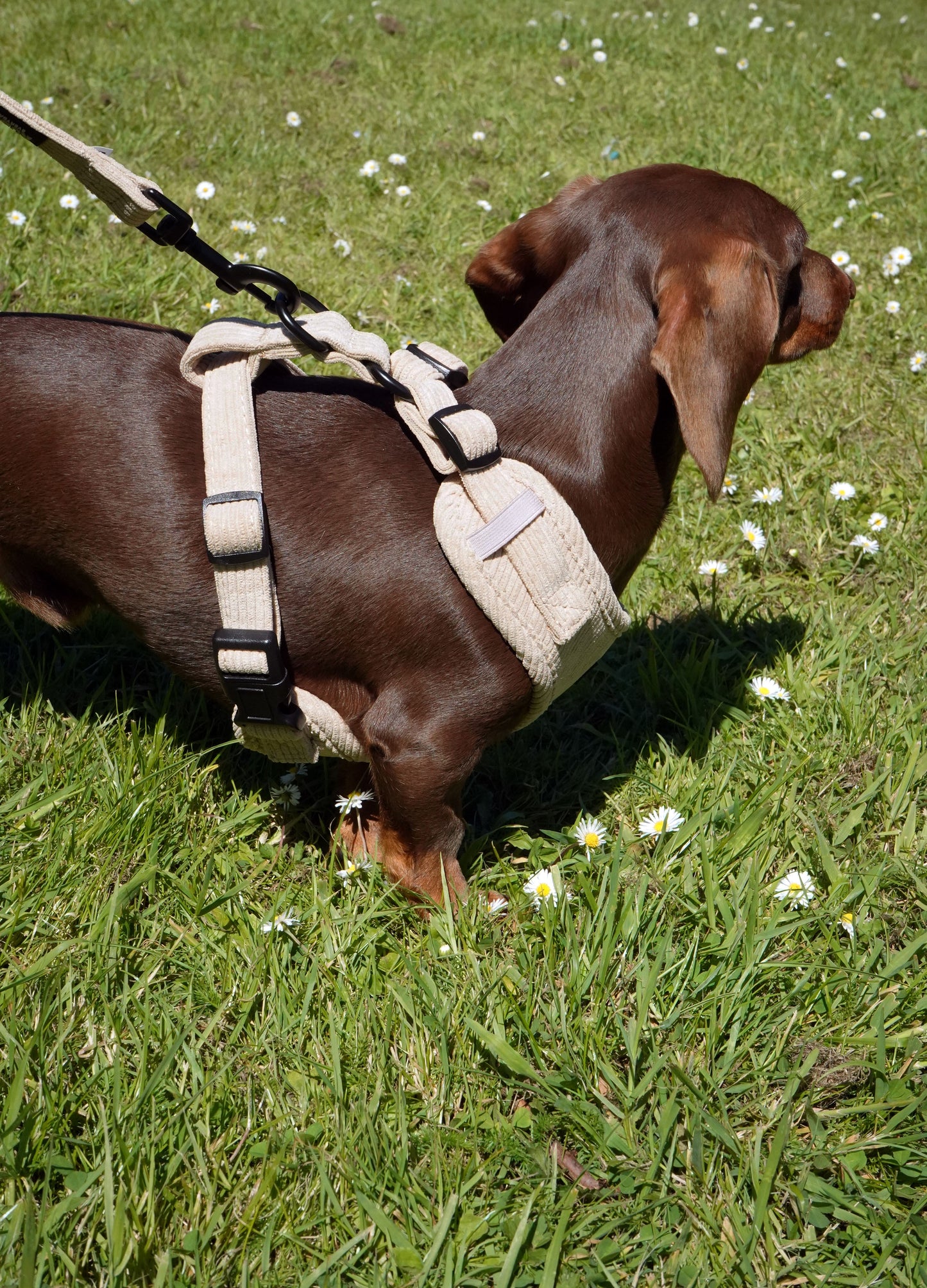 Beige | Corduroy Harness