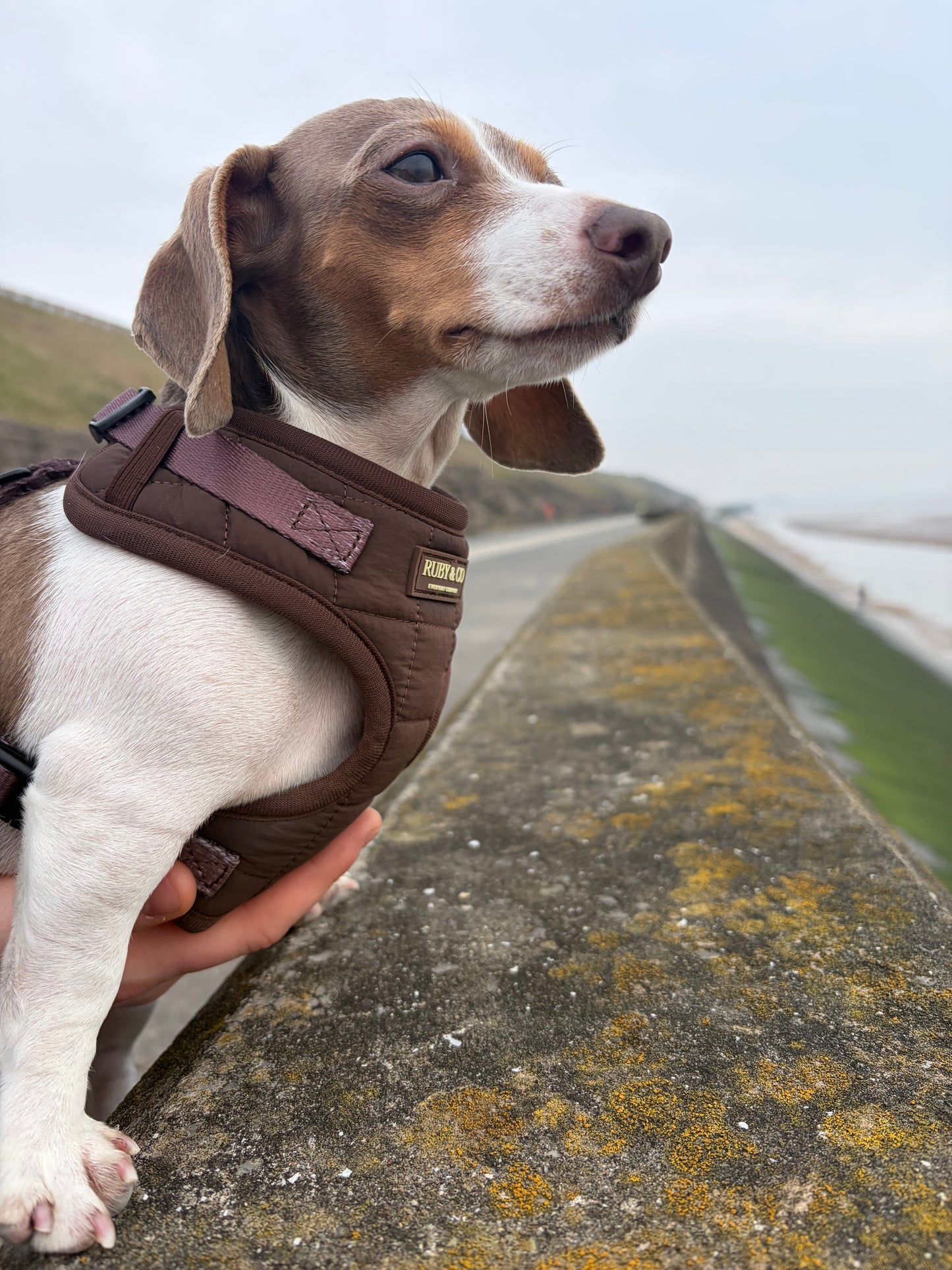 Espresso | Quilted Harness