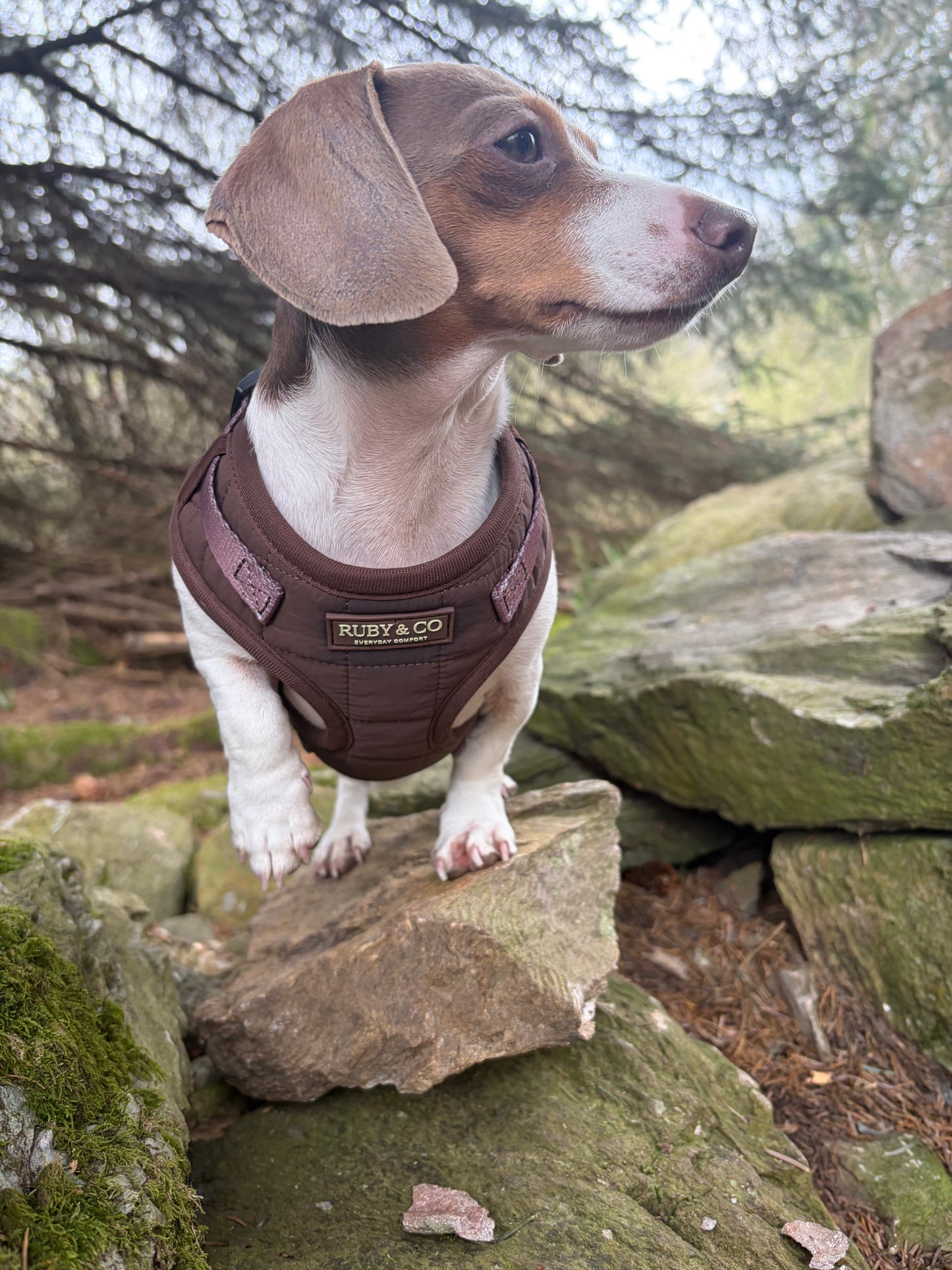 Espresso | Quilted Harness
